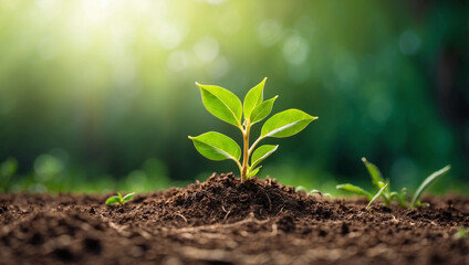Young Plant Growing in Sunlight for Sustainable Growth