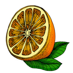 Citrus and Orange Blossom Vintage hand drawing fruit isolated on white background. Tangerine. Organic fruit. Cartoon style. Vector illustration for any design.