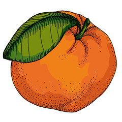 Citrus and Orange Blossom Vintage hand drawing fruit isolated on white background. Tangerine. Organic fruit. Cartoon style. Vector illustration for any design.