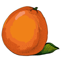 Citrus and Orange Blossom Vintage hand drawing fruit isolated on white background. Tangerine. Organic fruit. Cartoon style. Vector illustration for any design.