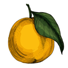 Citrus and Orange Blossom Vintage hand drawing fruit isolated on white background. Tangerine. Organic fruit. Cartoon style. Vector illustration for any design.