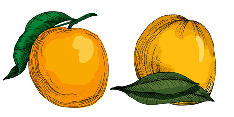 Citrus and Orange Blossom Vintage hand drawing fruit isolated on white background. Tangerine. Organic fruit. Cartoon style. Vector illustration for any design.