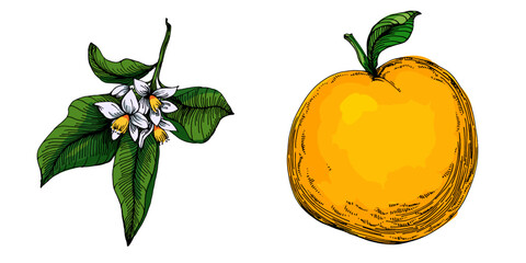 Citrus and Orange Blossom Vintage hand drawing fruit isolated on white background. Tangerine. Organic fruit. Cartoon style. Vector illustration for any design.