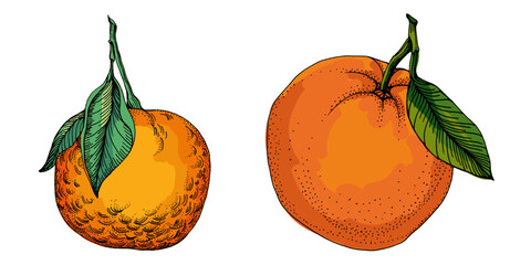 Citrus and Orange Blossom Vintage hand drawing fruit isolated on white background. Tangerine. Organic fruit. Cartoon style. Vector illustration for any design.