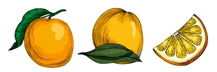 Citrus and Orange Blossom Vintage hand drawing fruit isolated on white background. Tangerine. Organic fruit. Cartoon style. Vector illustration for any design.