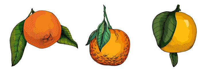 Citrus and Orange Blossom Vintage hand drawing fruit isolated on white background. Tangerine. Organic fruit. Cartoon style. Vector illustration for any design.