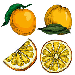 Citrus and Orange Blossom Vintage hand drawing fruit isolated on white background. Tangerine. Organic fruit. Cartoon style. Vector illustration for any design.