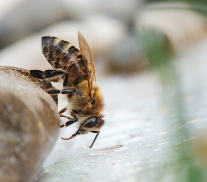 A honeybee lands near a stone to drink from the water source. The sunlight glistens on the water as it delicately takes a sip