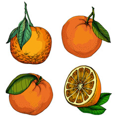 Citrus and Orange Blossom Vintage hand drawing fruit isolated on white background. Tangerine. Organic fruit. Cartoon style. Vector illustration for any design.