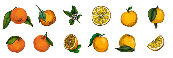 Citrus and Orange Blossom Vintage hand drawing fruit isolated on white background. Tangerine. Organic fruit. Cartoon style. Vector illustration for any design.