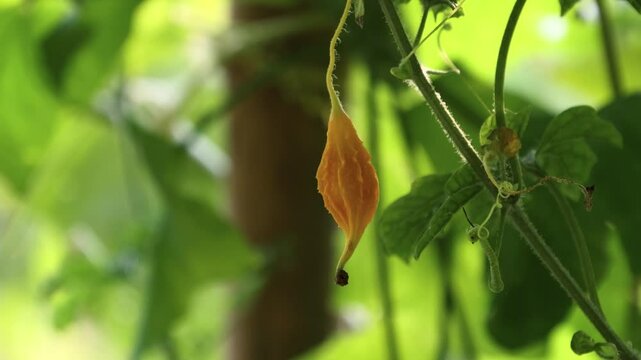 Bitter melon on the tree
