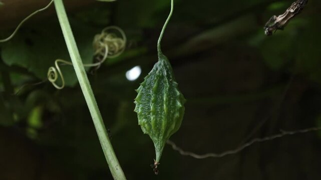 Bitter melon on the tree