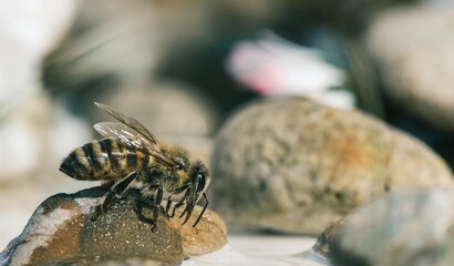 A detailed close-up reveals a bee perched delicately on a small, damp rock. It seems to be gathering droplets of water on a bright day, surrounded by more rocks and blurred flora