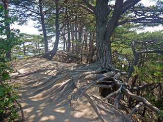 Forest footpath between the roots of old Japanese red pine trees