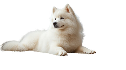 Fluffy samoyed dog Transparent background, PNG file
