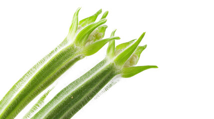 Obraz premium Fresh organic berries Transparent background, PNG file