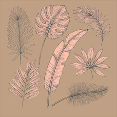 Botanical illustration featuring various leaves in vintage style, showcasing intricate details and textures, perfect for nature lovers