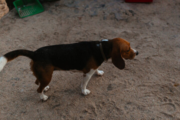 Beagle dogs walking outside