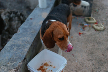Beagle eats from a container on the street. Pet care concept
