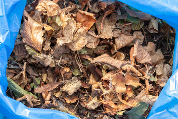 Garden rubbish waste in a heavy duty blue bin bag ready to be collected for recycling. Garden chore background backdrop concept.
