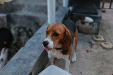 Beagle eats from a container on the street. Pet care concept