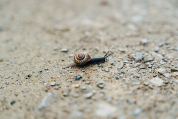 Snail on a Country Path