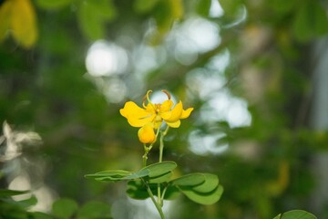 the beauty of the weed Senna Bicapsularis