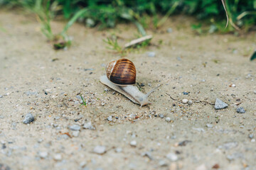 Snail on a Country Path