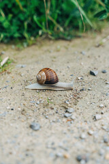 Snail on a Country Path