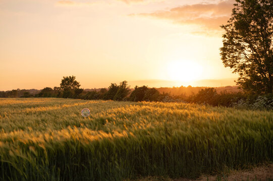 Soap bubble floating over a field during sunset.