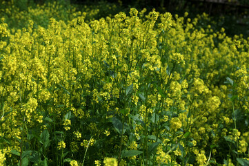 close up of mustard flower growing photo