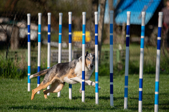 Smooth Collie in agility competition.