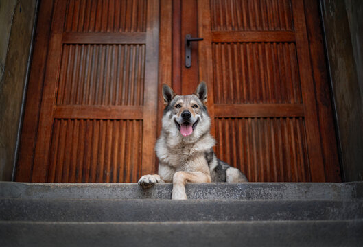 Portrait of a Czechoslovakian Wolfdog