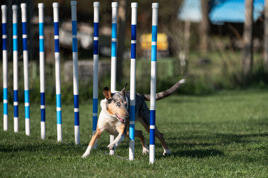Smooth Collie in agility competition.