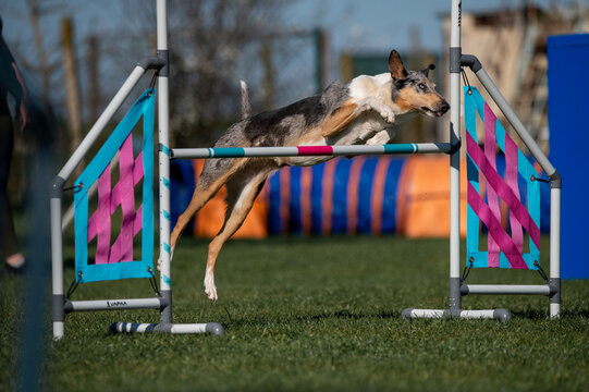 Smooth Collie in agility competition.