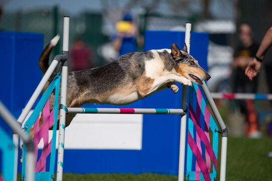 Smooth Collie in agility competition.