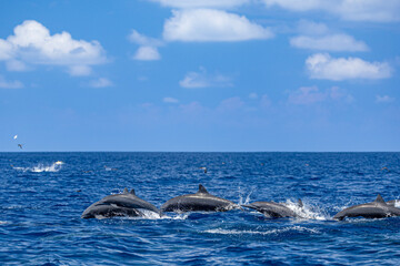 Fototapeta na wymiar Pod of Dolphins Gliding Through Sparkling Tropical Waters