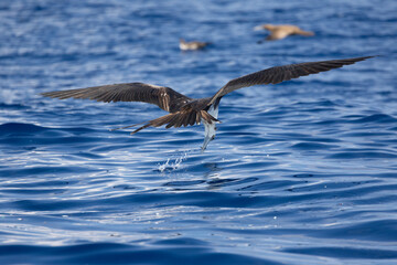 A magnificent frigatebird skimming the ocean