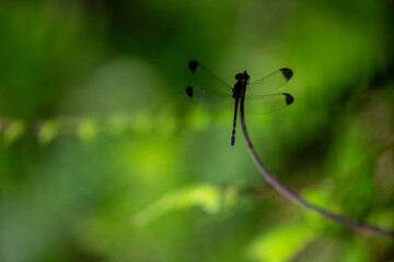 A dragonfly perches motionless at the forest's edge