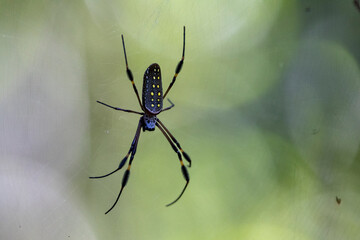 Golden Silk Orb-Weaver Suspended on Web