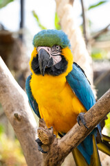 Beautiful Blue-and-yellow Macaw in captivity in Aparecida, São Paulo