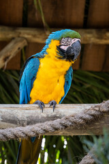 Beautiful Blue-and-yellow Macaw in captivity in Aparecida, São Paulo