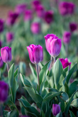 Tulips in bloom in the spring.