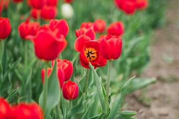 Open Red Tulip Among a Field of Blooms