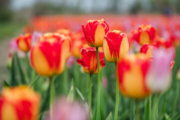 Close-Up of Fiery Bicolor Tulips in a Vibrant Field