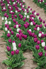 Rows of Purple and White Tulips in Bloom