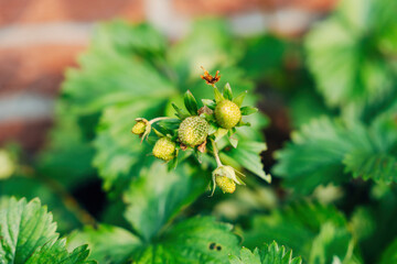 Strawberries Growing in the Garden