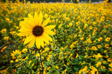 Obraz premium Black eyed susan sunflower against a field of like flowers