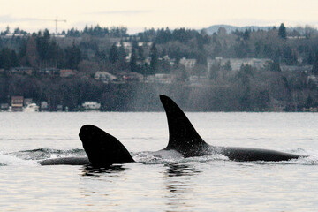 Side view of two endangered orcas swimming together near Seattle