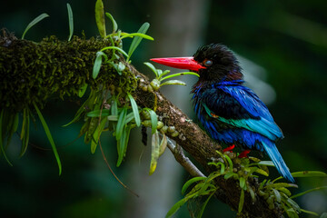 Portrait of Javan Kingfisher on branch